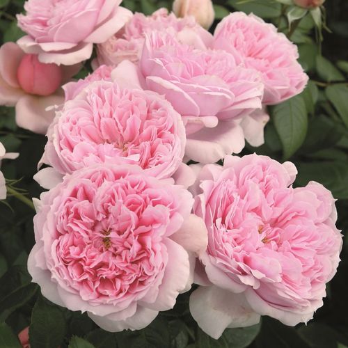 Gärtnerei - Rosa Schöne Maid® - rosa - nostalgische rosen - stark duftend - Hans Jürgen Evers - -